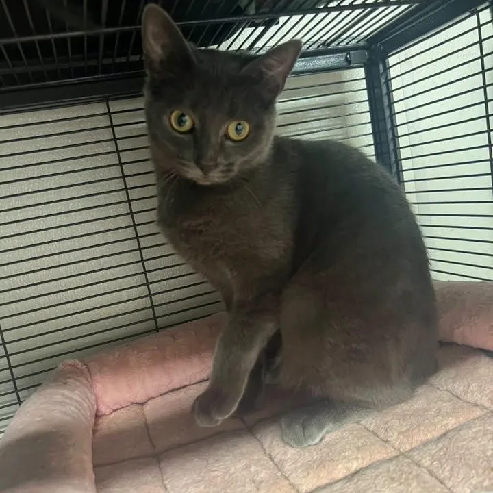 A baby small-sized female Domestic Short Hair cat named Rosie for adoption in Richmond Dale, OH