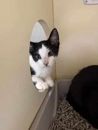 A baby small-sized male Domestic Short Hair cat named Habanero for adoption in Pequot Lakes, MN