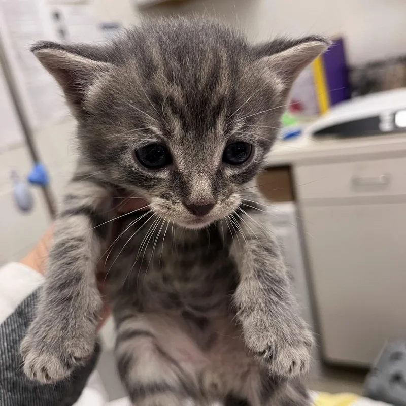 A baby small-sized male Gray / Blue / Silver Domestic Short Hair cat named GrubHub for adoption in Gloucester, VA