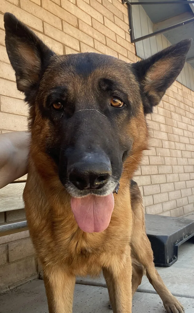 An adult medium-sized male German Shepherd Dog dog named Boris for adoption in Phoenix, AZ