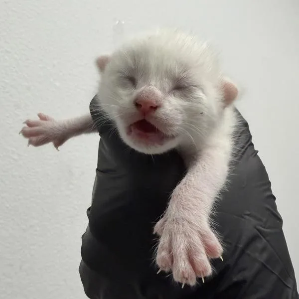A baby small-sized male Domestic Short Hair cat named Pigeon for adoption in El Cajon, CA