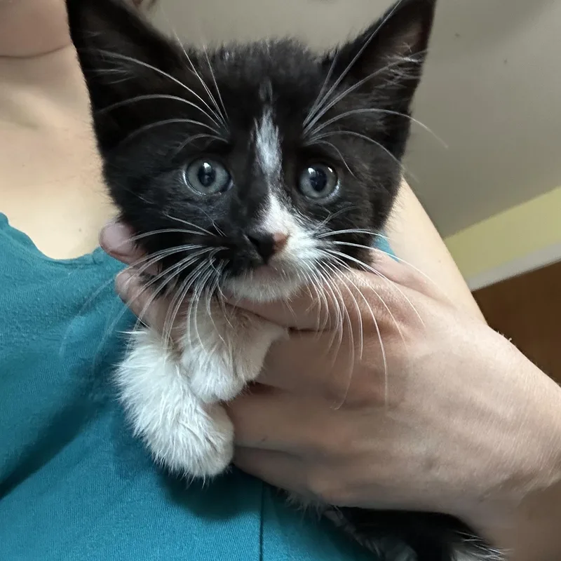 A baby medium-sized male Domestic Medium Hair cat named Berry for adoption in Ontario, NY