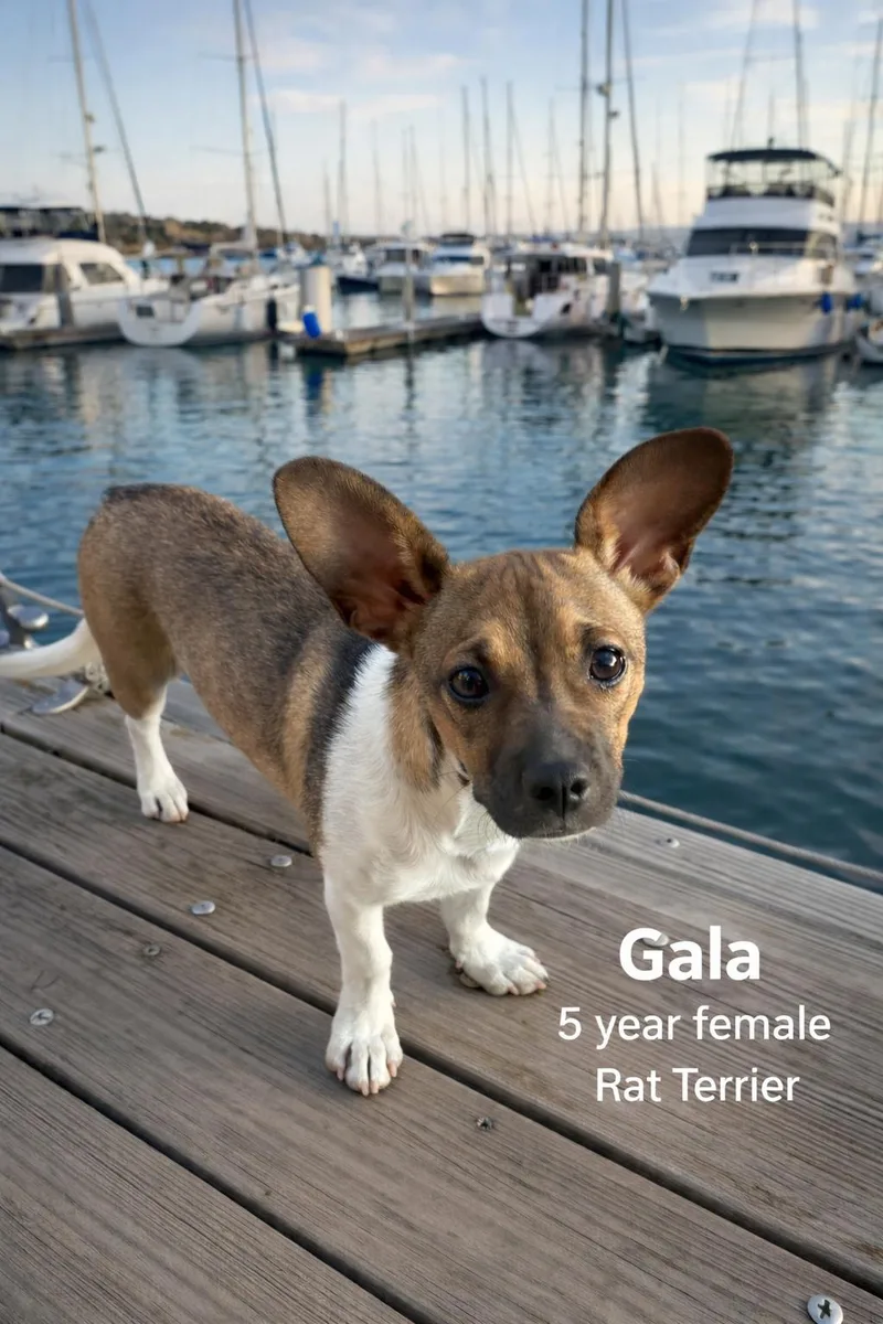 Gala  – 