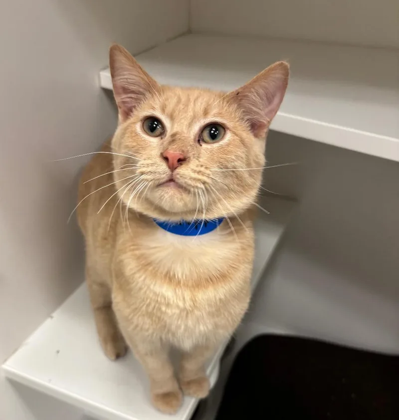 A young medium-sized male Tabby (Orange / Red) Domestic Short Hair cat named Cheddar for adoption in Frankfort, KY
