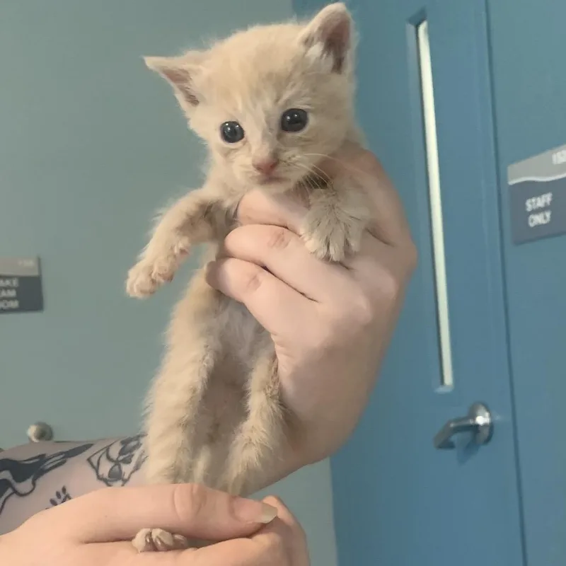 A baby small-sized male Buff / Tan / Fawn Domestic Short Hair cat named Mr. Sparks for adoption in Greensboro, NC