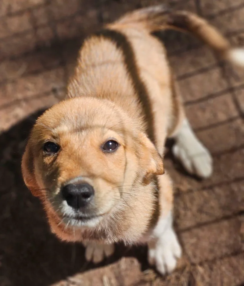 A baby medium-sized female Apricot / Beige Great Pyrenees dog named Strawberry for adoption in Fort Payne, AL