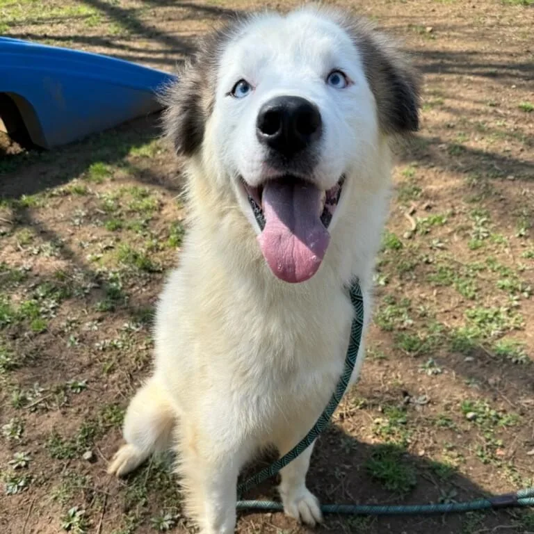 A young medium-sized male White / Cream Great Pyrenees dog named Mcsnoop for adoption in Phoenixville, PA