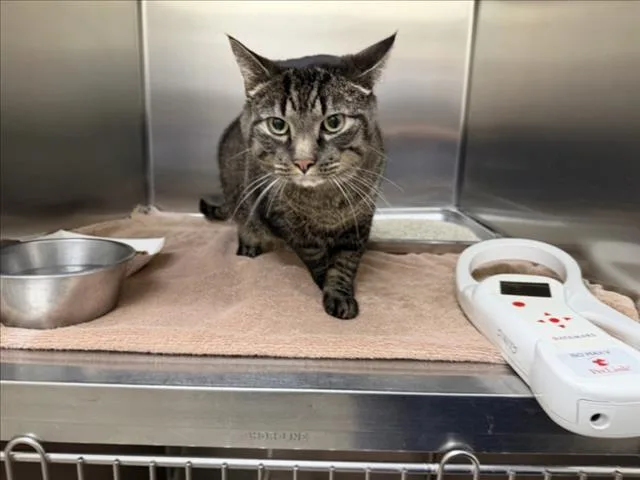 An adult medium-sized male Domestic Short Hair cat named Milo for adoption in Santa Fe, NM