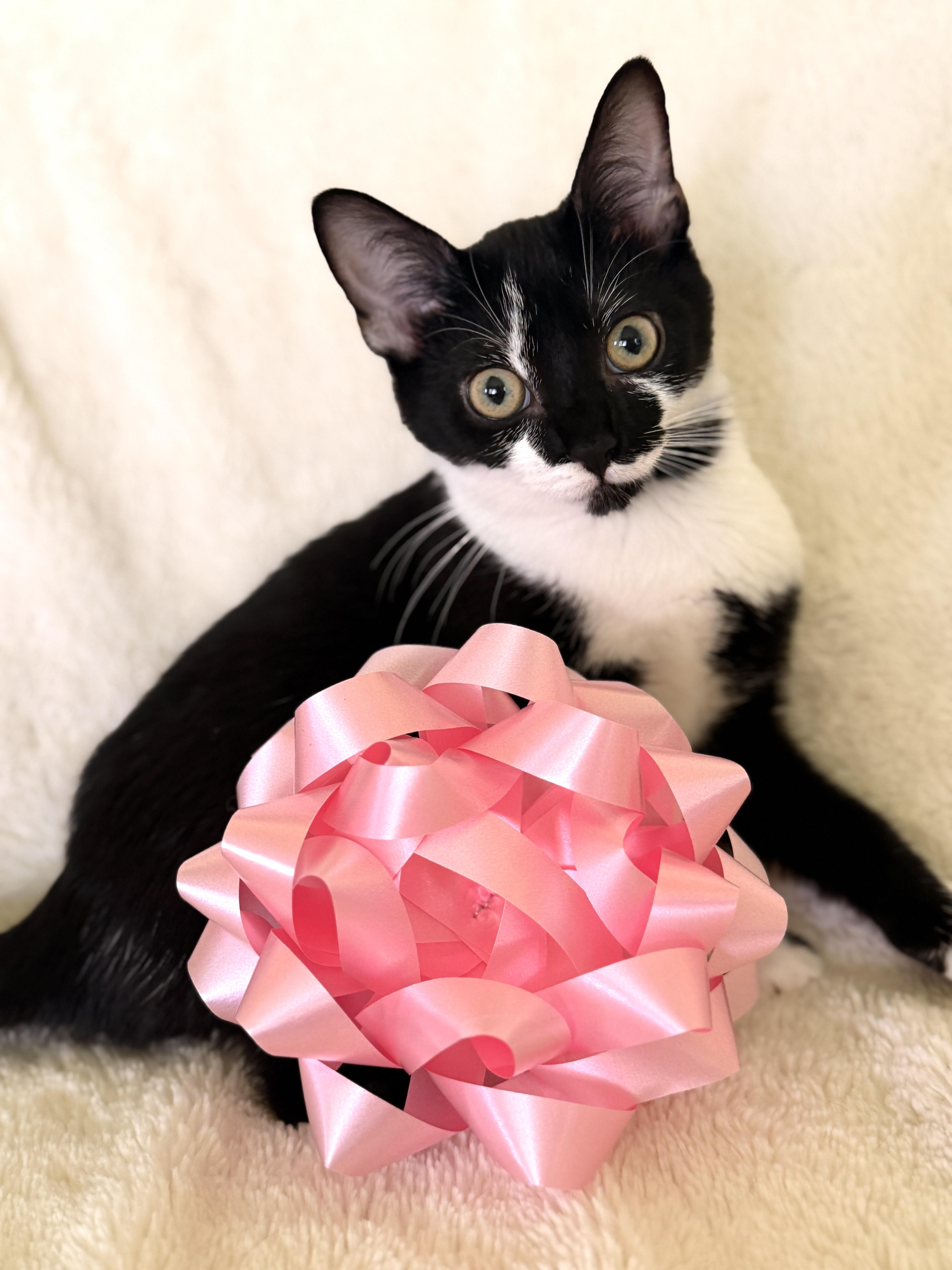A baby small-sized female Black & White / Tuxedo Domestic Short Hair cat named Wintertransport for adoption in Gradyville, KY