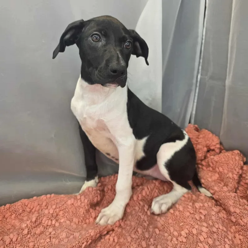 A baby medium-sized female Black German Shorthaired Pointer dog named Daffodil for adoption in Foley, AL