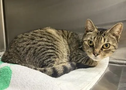 An adult medium-sized female Tabby (Brown / Chocolate) Domestic Short Hair cat named Plaid for adoption in Bishop, GA