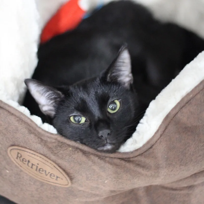 Black Widow thumbnail 2