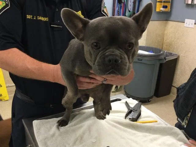 An adult small-sized male French Bulldog dog named Francois for adoption in Riverside, CA