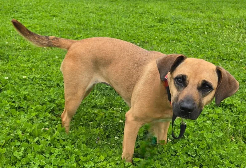 A young medium-sized female Beagle dog named Gypsy for adoption in Sandusky, OH
