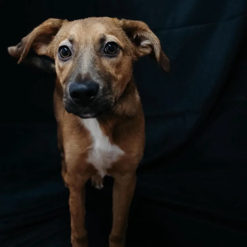 A young small-sized male Brown / Chocolate Mixed Breed dog named Beep for adoption in Corbin, KY