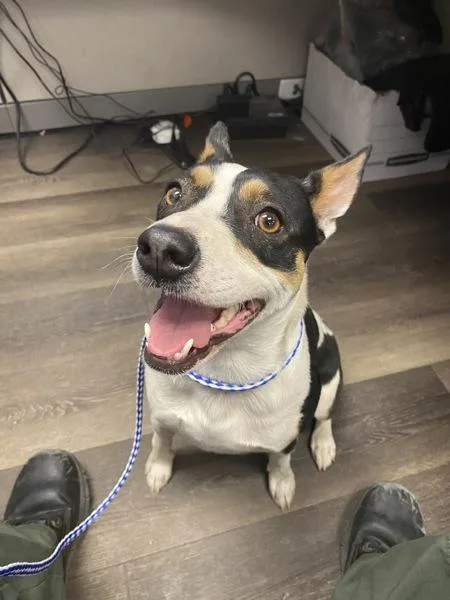 An adult small-sized female Chihuahua dog named Cowgirl for adoption in Victorville, CA