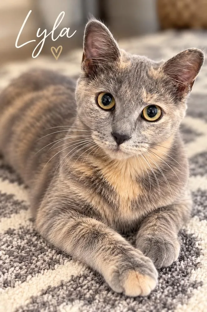 A baby small-sized female Domestic Short Hair cat named Opal for adoption in Fern Park, FL