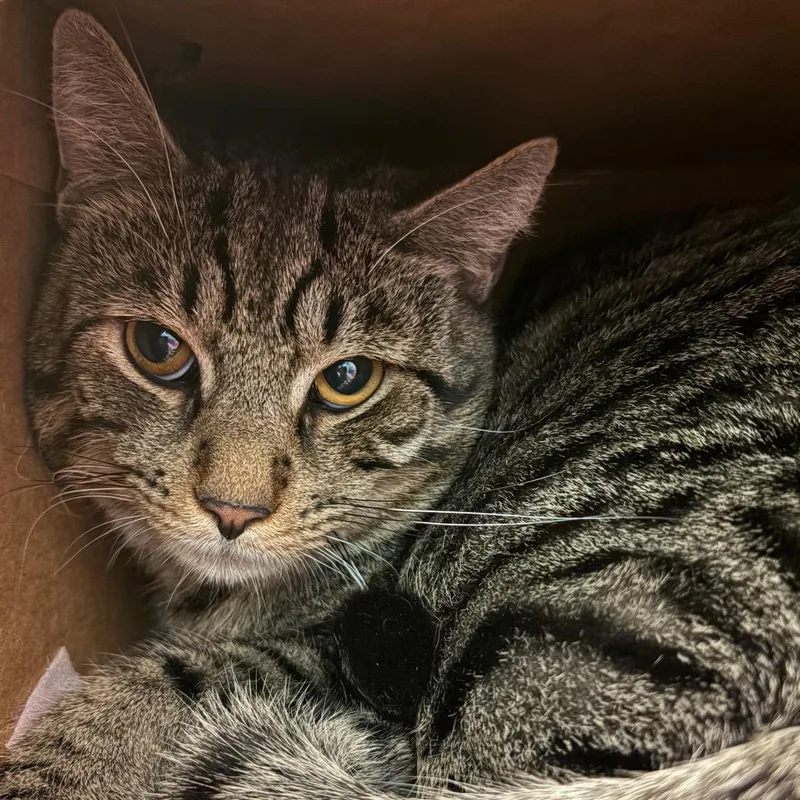 A young large-sized male Brown / Chocolate Domestic Short Hair cat named Meatball for adoption in Fairport, NY
