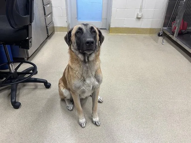 A young large-sized male German Shepherd Dog dog named Angus for adoption in Grand Prairie, TX