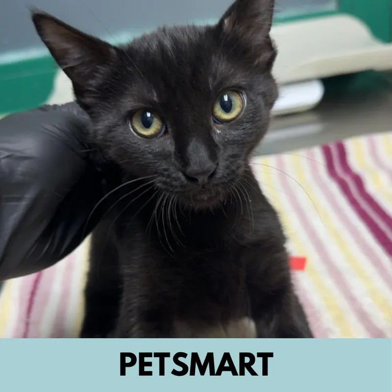 A baby small-sized male Black Domestic Short Hair cat named Bo for adoption in Lakewood, CO