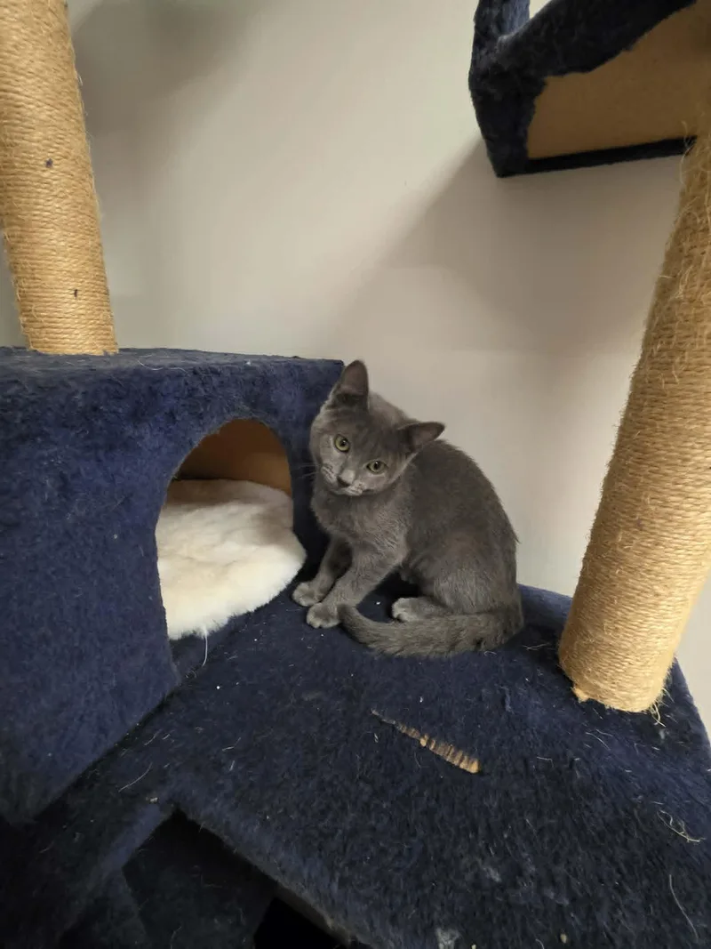 A young medium-sized male Gray / Blue / Silver Domestic Short Hair cat named Blaire for adoption in Fulton, NY