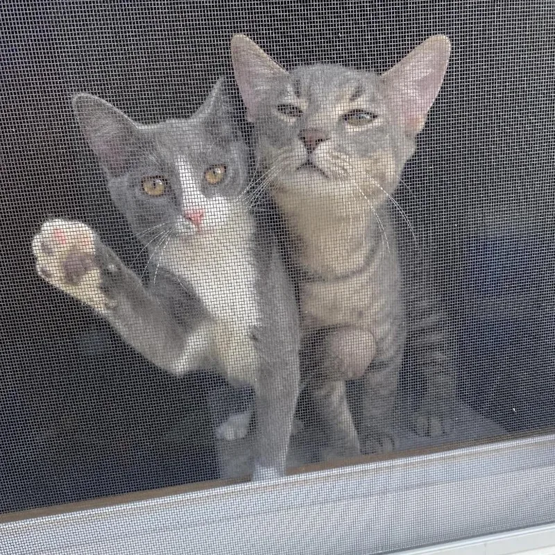 A young small-sized male Gray / Blue / Silver Domestic Short Hair cat named Prince C for adoption in Princeton, MN