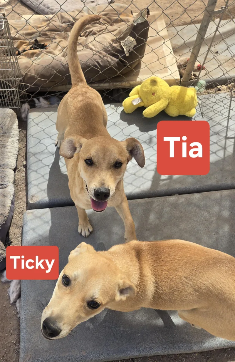 Ticky thumbnail 4
