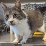 An adult medium-sized female Tabby (Gray / Blue / Silver) Domestic Short Hair cat named Bernadette for adoption in Lansing, MI