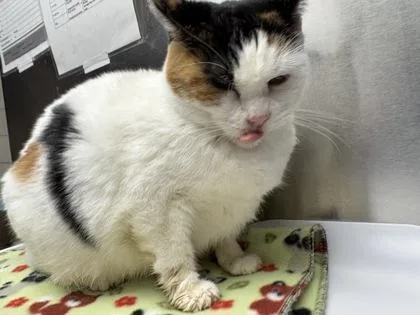 An adult small-sized female Domestic Short Hair cat named Bandit for adoption in Golden Valley, MN