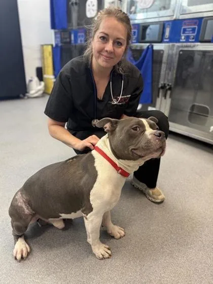 An adult large-sized male Mixed Breed dog named Edward for adoption in West Chester, PA