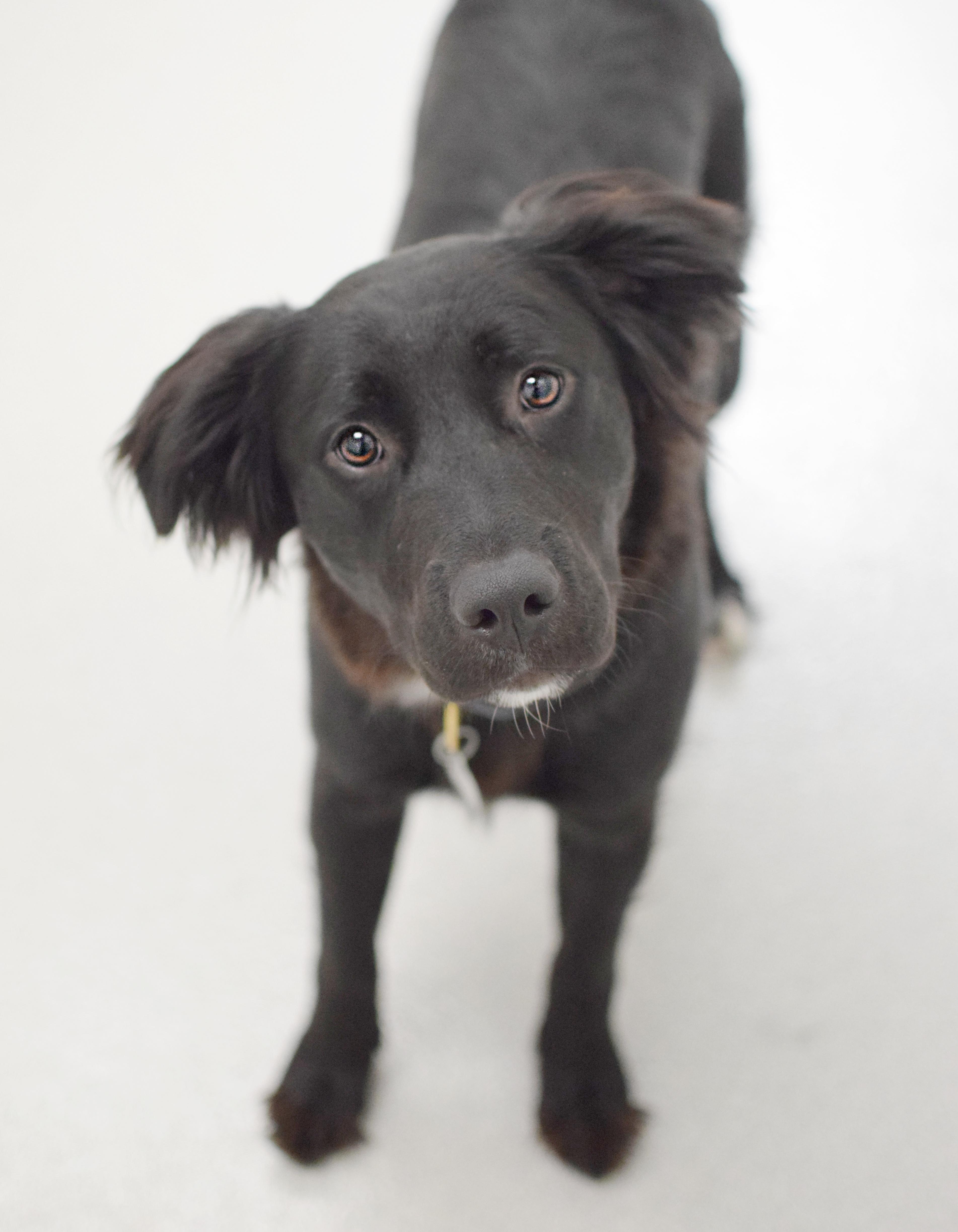 A young medium-sized female Black Retriever dog named Fossey for adoption in Pontiac, MI