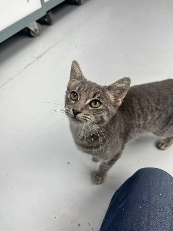A baby small-sized male Domestic Short Hair cat named Ducky for adoption in Skillman, NJ