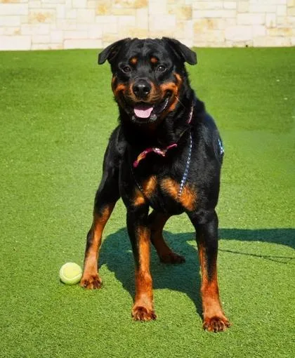 An adult large-sized male Rottweiler dog named Plankton for adoption in North Richland Hills, TX