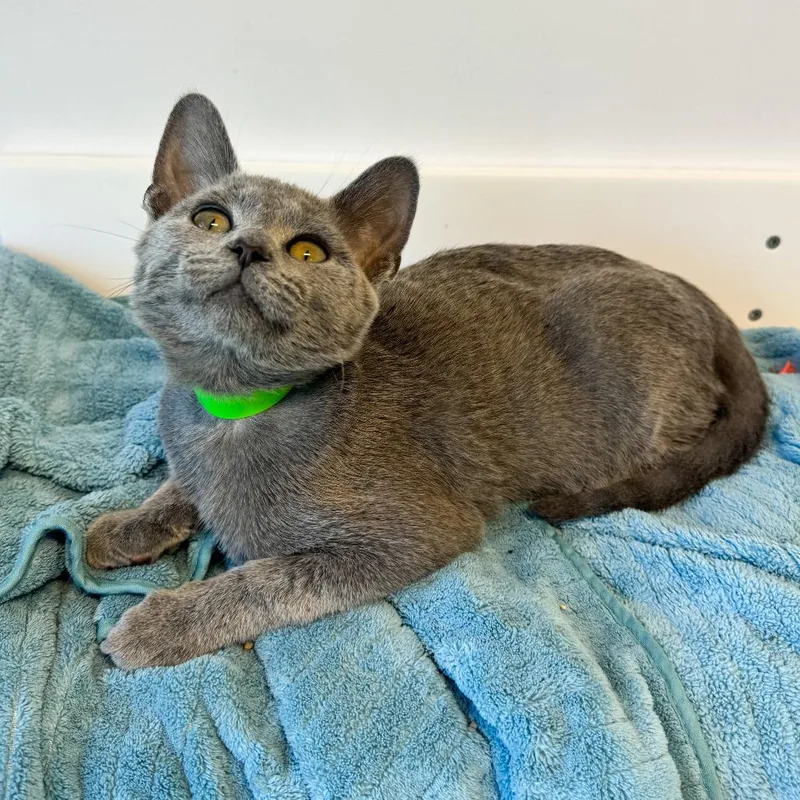 A baby small-sized male Gray / Blue / Silver Domestic Short Hair cat named Cyrus for adoption in Fort Wayne, IN