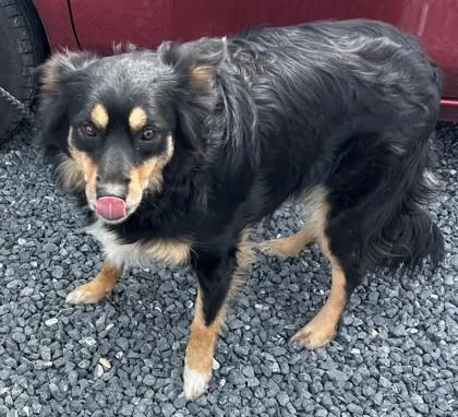 An adult medium-sized female Australian Shepherd dog named Mavery for adoption in West Chester, PA