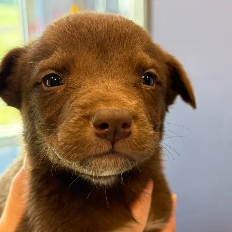 A baby medium-sized female Brown / Chocolate Hound dog named Primrose for adoption in Madisonville, TN