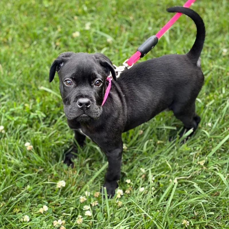 A baby medium-sized male Black Terrier dog named Hondo for adoption in South Elgin, IL