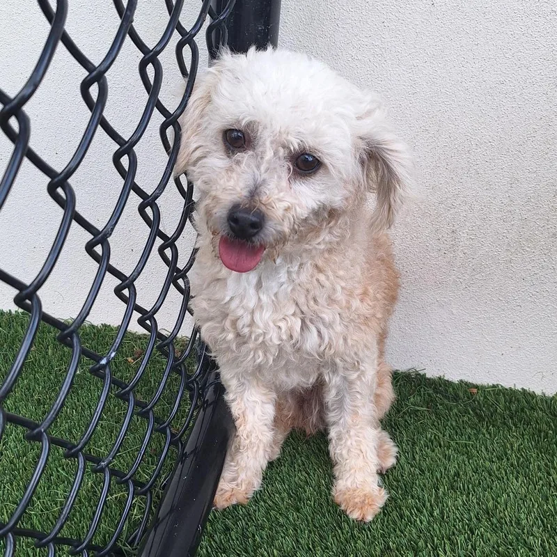 An adult small-sized female Brown / Chocolate Toy Poodle dog named Cider for adoption in LOXAHATCHEE, FL