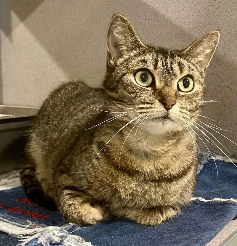 A young medium-sized female Gray & White Domestic Short Hair cat named Molly for adoption in Glasgow, KY
