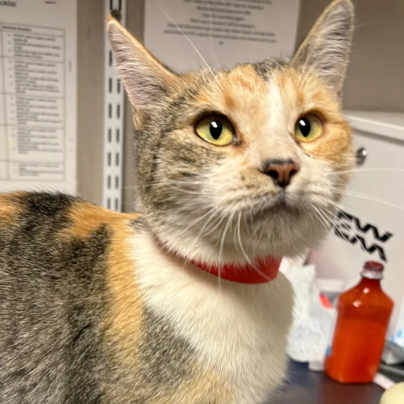 An adult medium-sized female Calico Domestic Short Hair cat named Ellie for adoption in Yuma, AZ