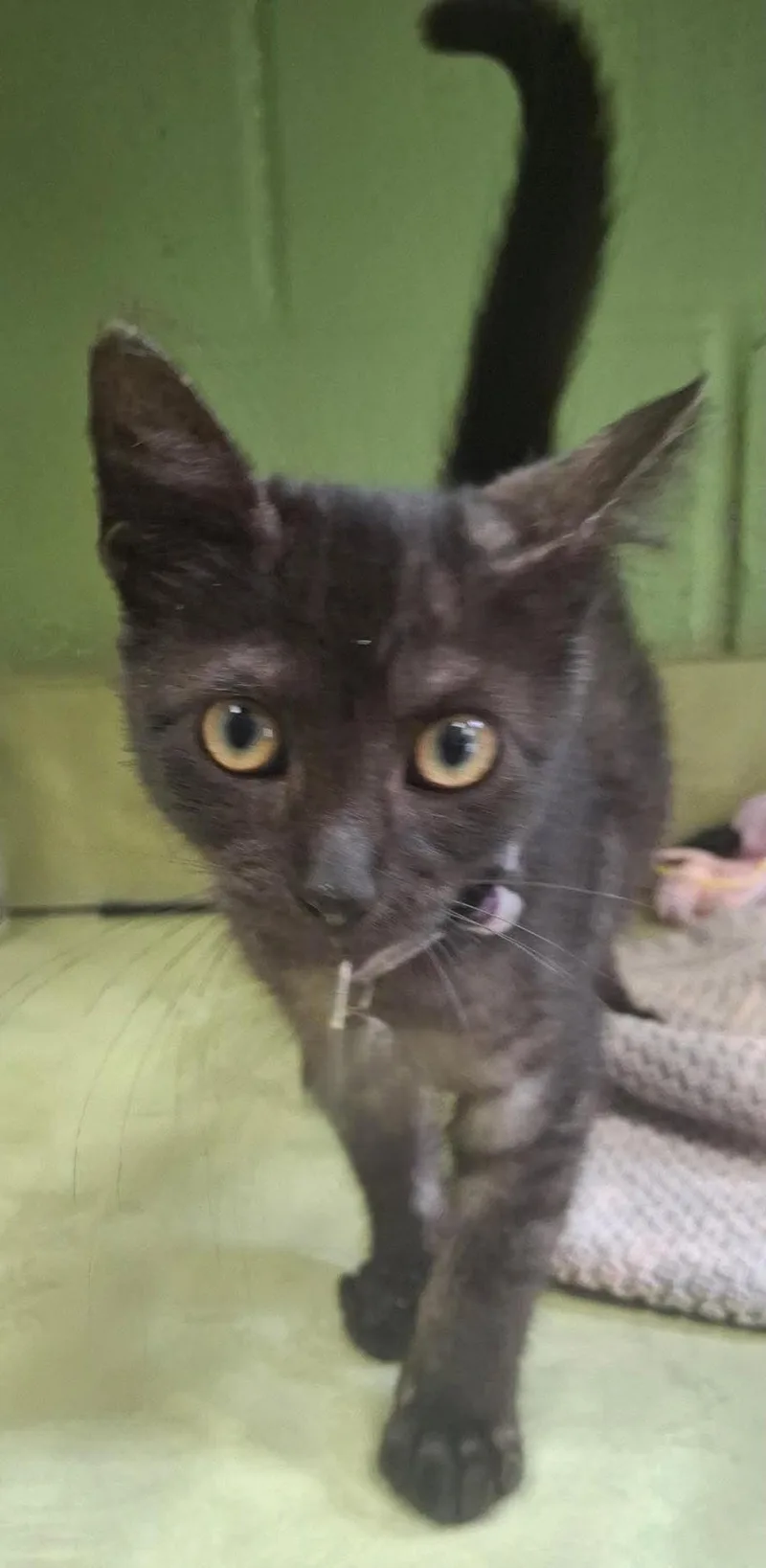 A baby small-sized female Domestic Short Hair cat named Found stray: Manon for adoption in Rockwall, TX