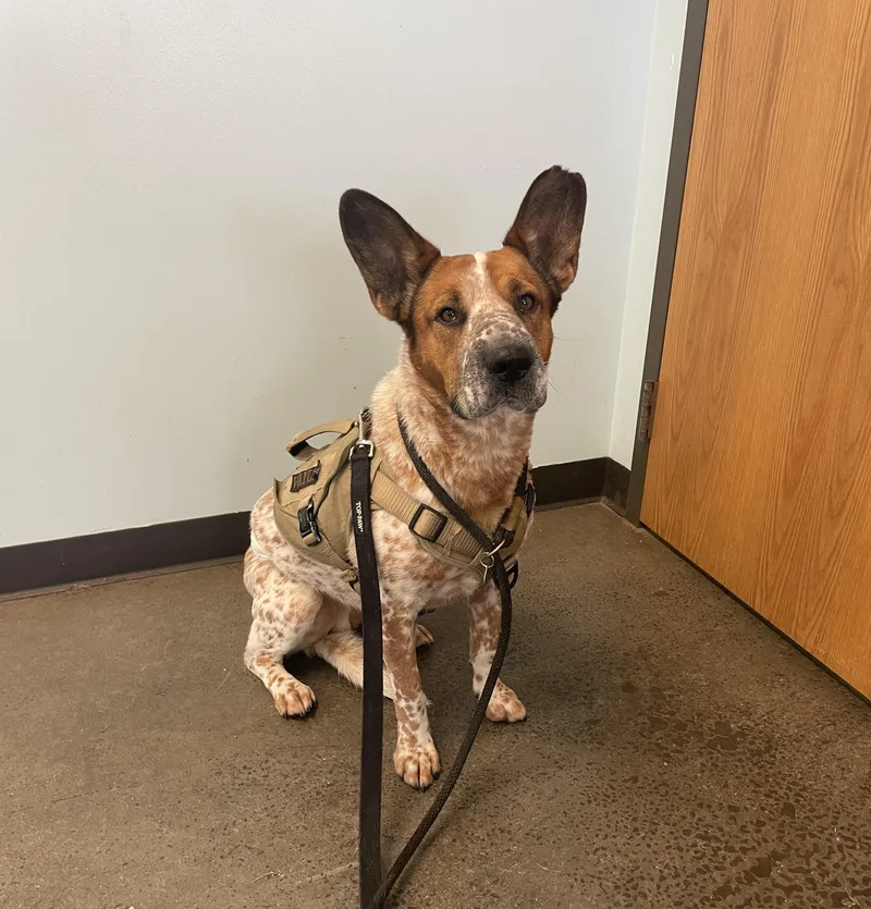 An adult large-sized male Red / Chestnut / Orange Cattle Dog dog named Waylon for adoption in Mishawaka, IN