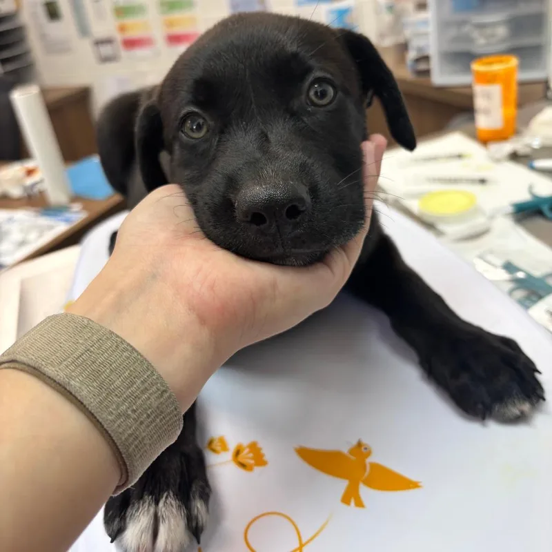 A baby small-sized female Black Labrador Retriever dog named Luna for adoption in Corpus Christi, TX