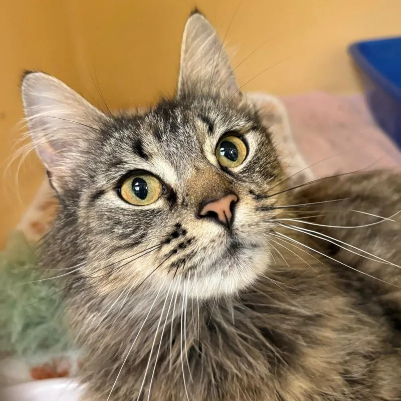 An adult medium-sized female Brown / Chocolate Domestic Long Hair cat named Peach for adoption in East Hanover, NJ
