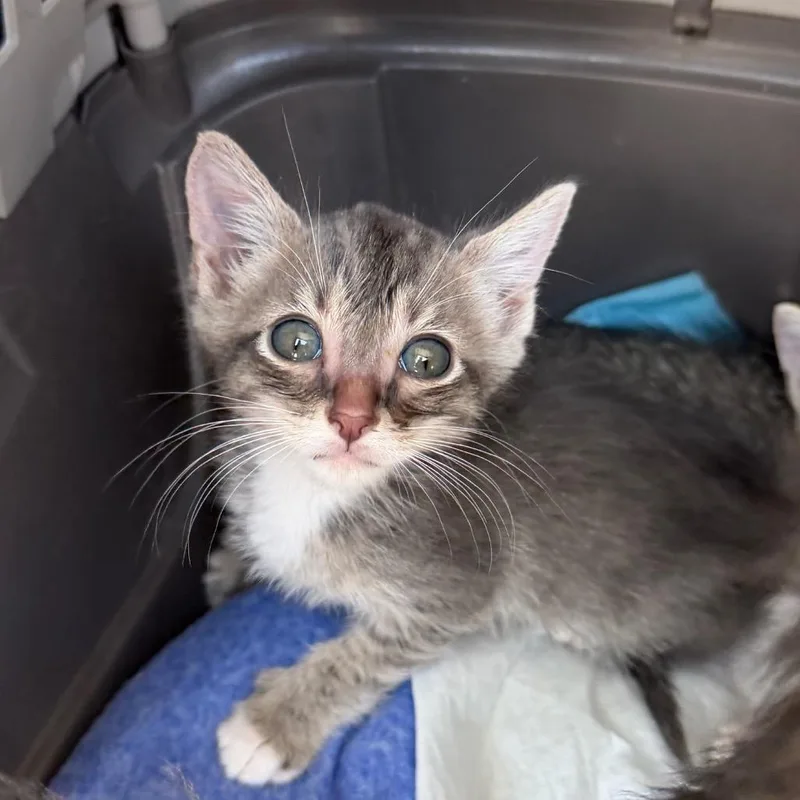 A baby small-sized male Gray / Blue / Silver Domestic Short Hair cat named Tom for adoption in Midland, TX