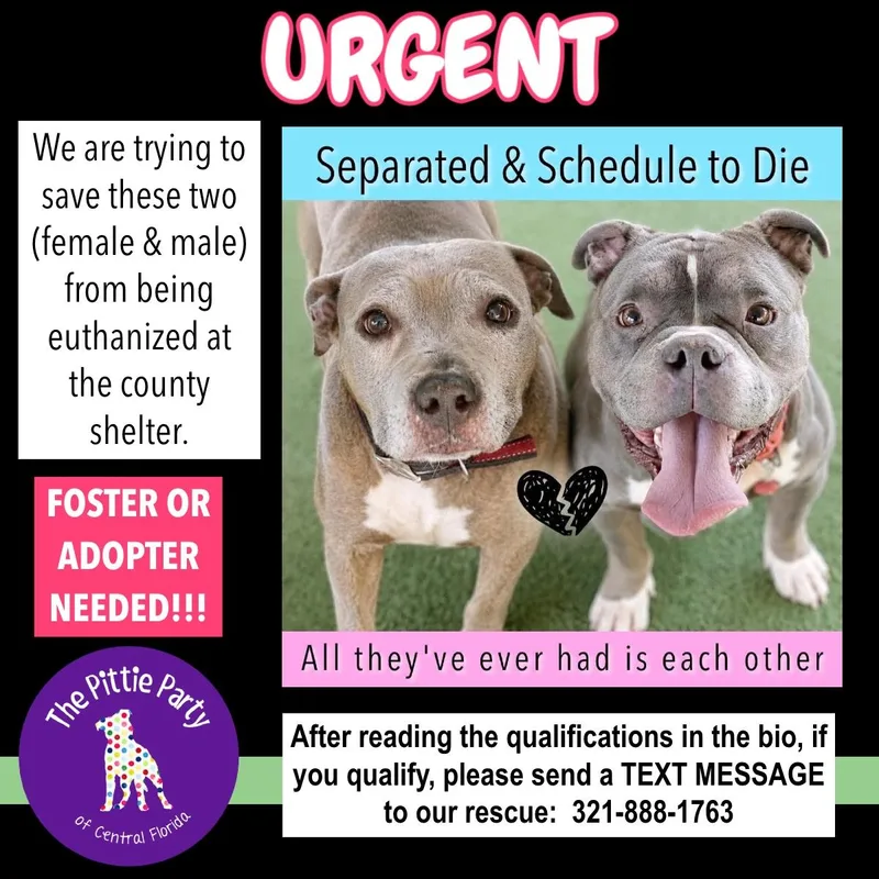 An adult medium-sized female American Bully dog named Urgent Will Die for adoption in Kissimmee, FL