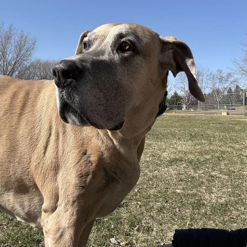 A senior large-sized female Yellow / Tan / Blond / Fawn Great Dane dog named Skylar for adoption in Eagan, MN