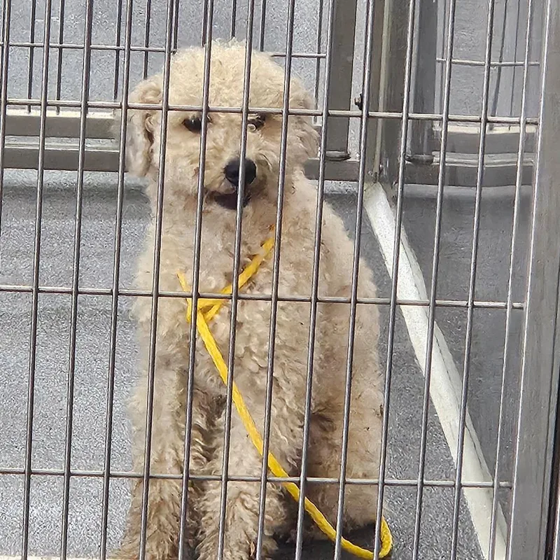 An adult small-sized male White / Cream Poodle dog named Cheesecake for adoption in Montgomery, AL