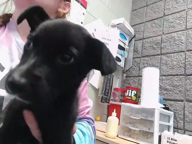 Dixie