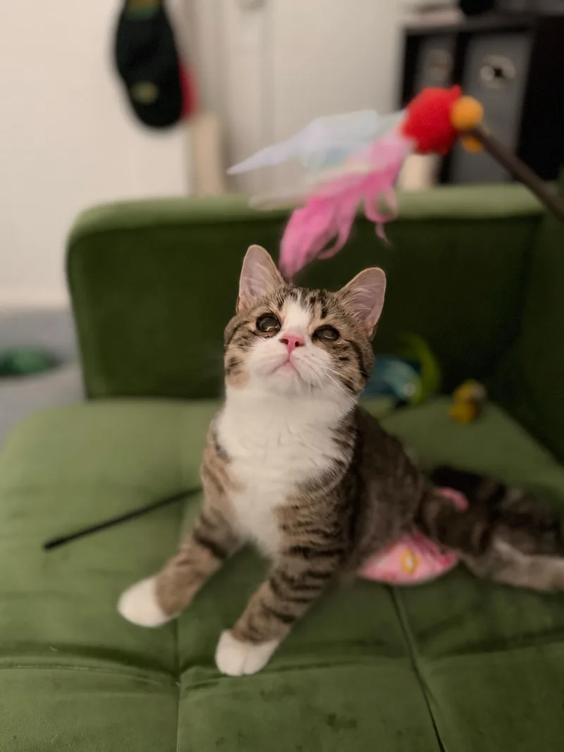 A baby small-sized male Tabby (Buff / Tan / Fawn) Domestic Short Hair cat named Munchkin for adoption in Long Island City, NY